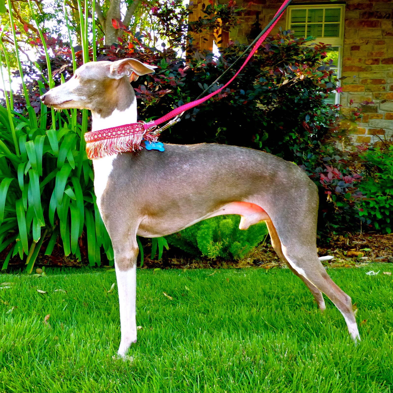 The Amazing Iggy: Italian Greyhound Fitness Tiktok - 04vke6i