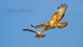 Long-legged buzzard Buteo rufinus