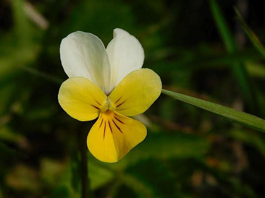 Fiołek polny (Viola arvensis). Fiołek polny (Viola arvensis).