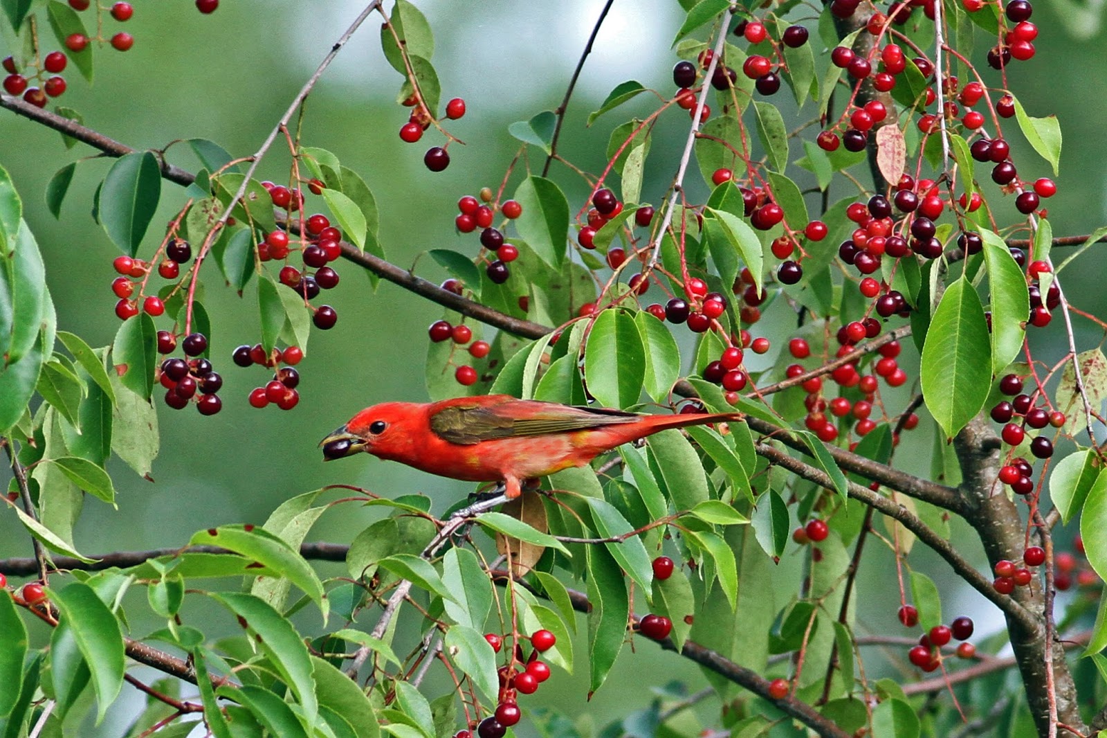 a charlotte garden Native Plants of the Southeast—It�s