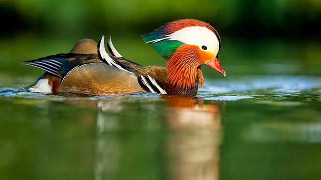 Mandarijneend in groen water Afbeelding met mandarijneend
