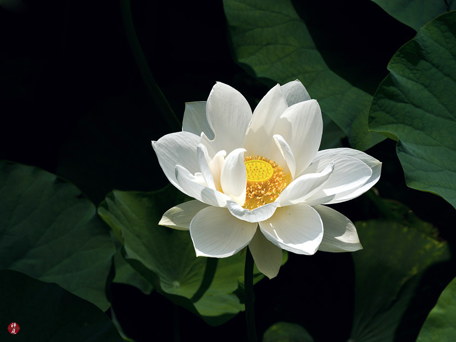 FROM THE GARDEN OF ZEN A sacred lotus flower in Tsurugaokahachimangu