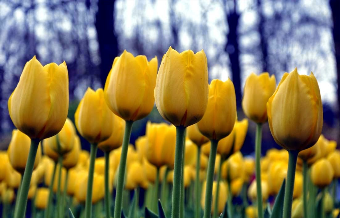 Arti Bunga  Tulip  Berdasarkan Warnanya Gambar  Gambar  Bunga 