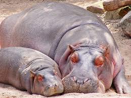 Universo Animal: ¿Suda sangre el hipopótamo?