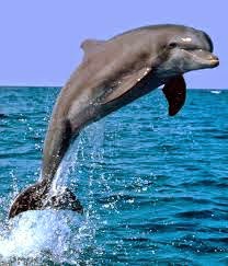 Dolphin Boat Trips In Goa