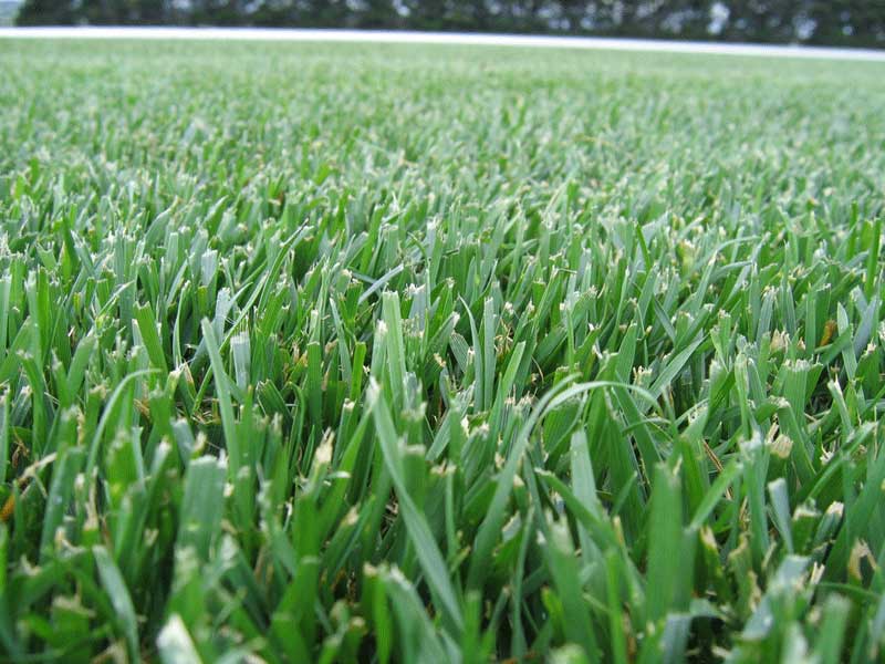 What Is Fescue? Best Manual Lawn Aerator
