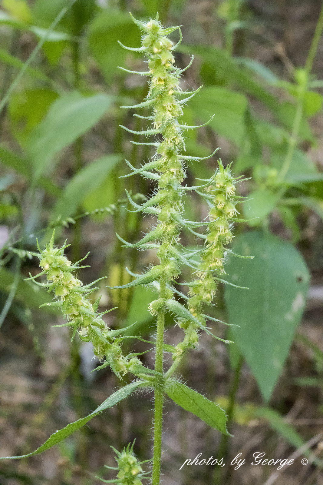 "What's Blooming Now" Annual Ragweed, Short Ragweed (Ambrosia