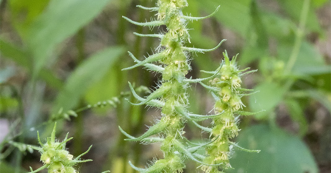 "What's Blooming Now" Annual Ragweed, Short Ragweed (Ambrosia