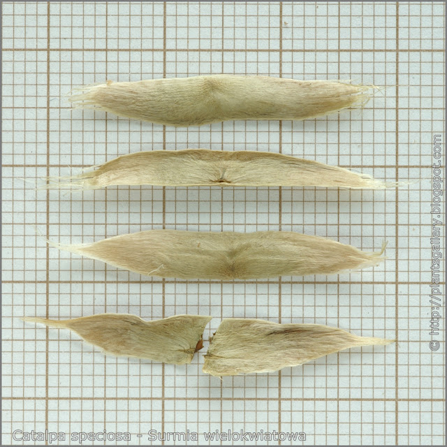 Catalpa speciosa seeds - Surmia wielkokwiatowa nasiona