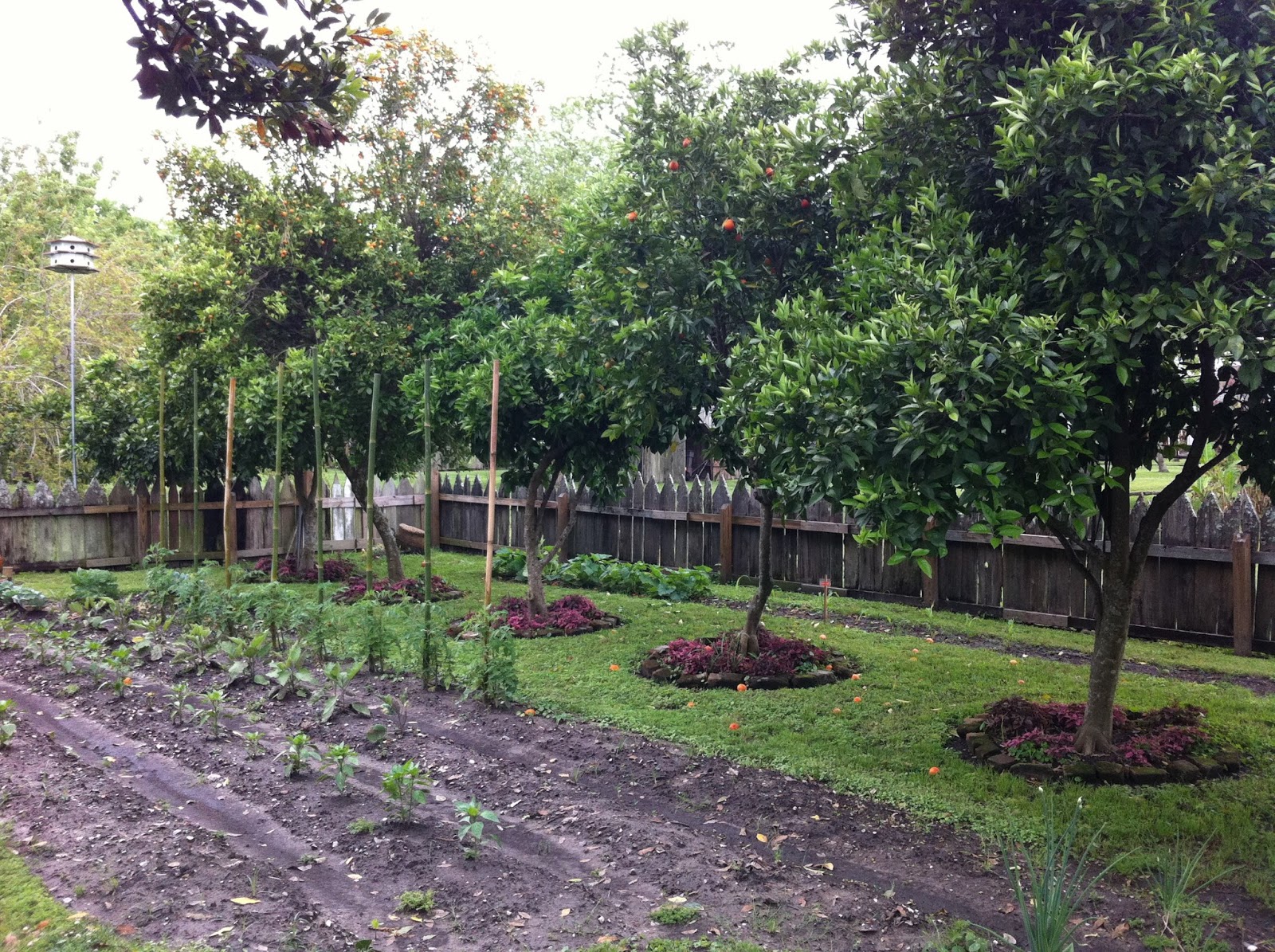 Cultivating Paradise Edible Garden