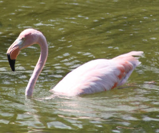 Flamingo in a Tidal Pool at Punta Moreno, Isabela Island, Galapagos