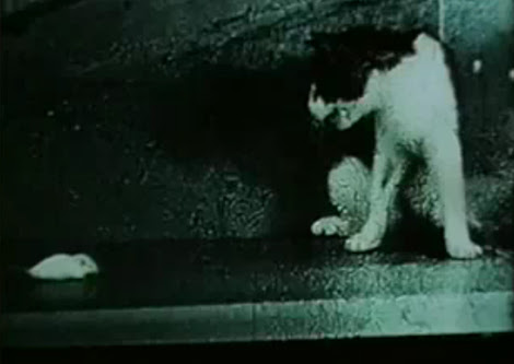 Video:米軍が開発した化学兵器のガスを吸引したネコが、ねずみを恐怖するよう本能の習性が変わってしまう不気味な動画…! !