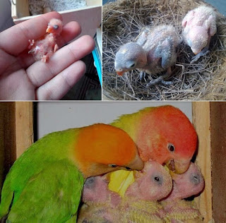 Burung Lovebird - Perawatan Anakan Burung Lovebird Yang Sudah Menetas - Penangkaran Burung Lovebird
