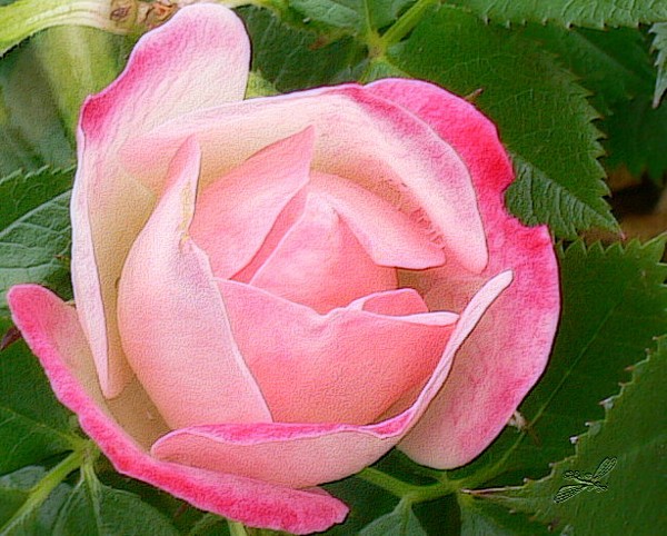 Gedankenreise Juni 2016