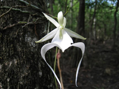Bunga Ghost Orchid