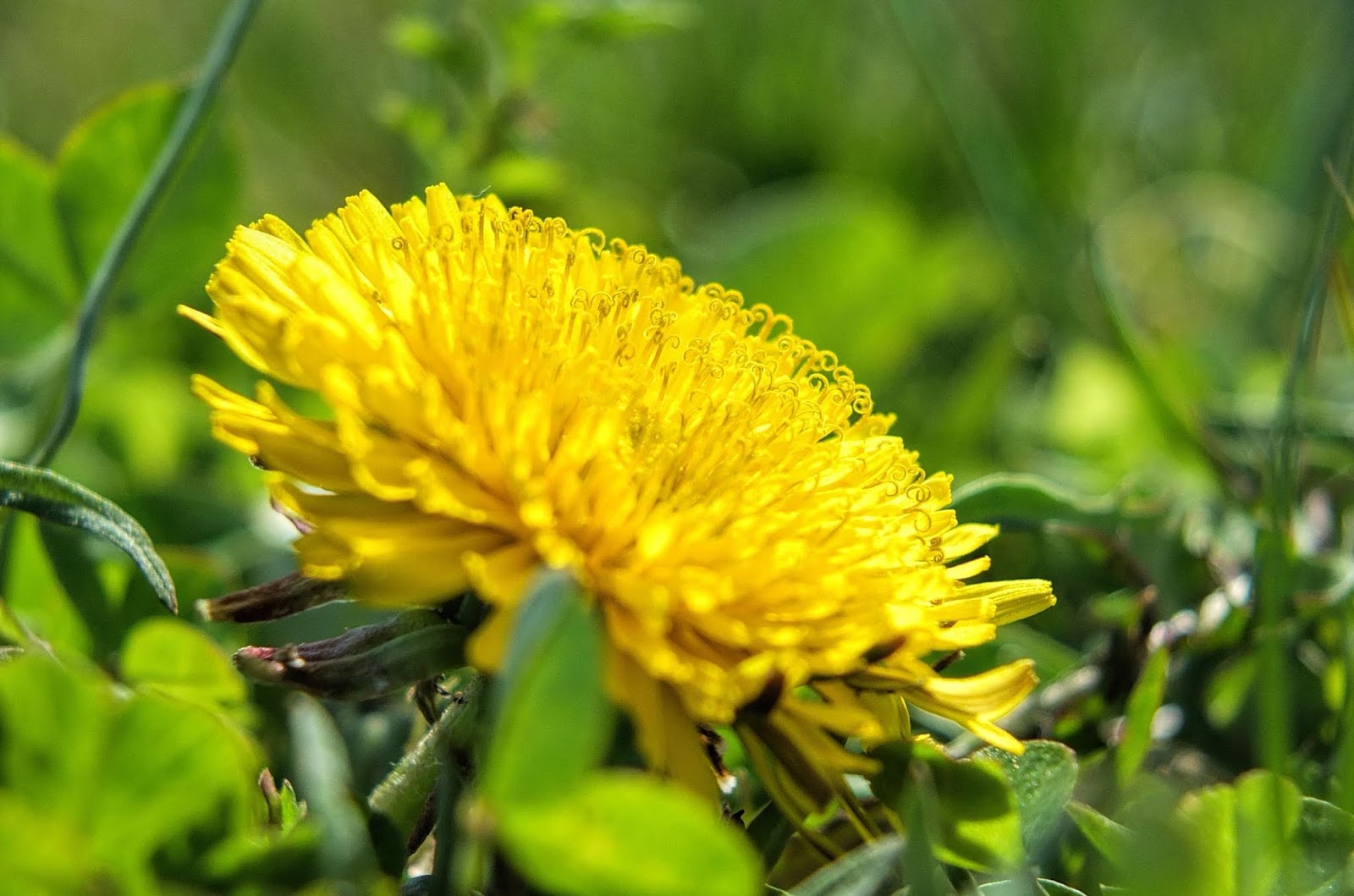 Can You Eat A Dandelion? We're Glad You Asked!