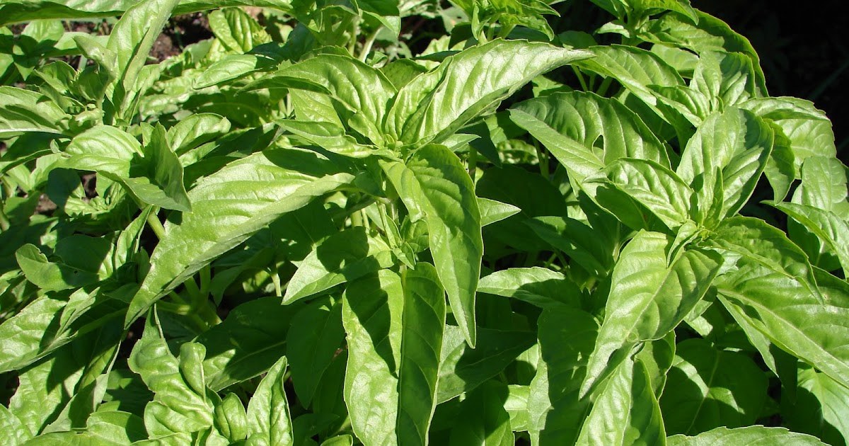 New Utah Gardener Top Seven Herbs To Grow In Utah Herb Gardening For