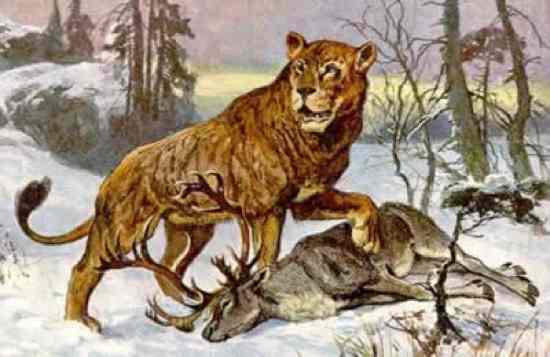 6 10 Jenis Kucing Prasejarah Terbesar Di Dunia