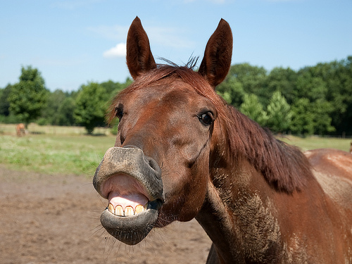 Horse Life and Love: How good is a horse's sense of smell?