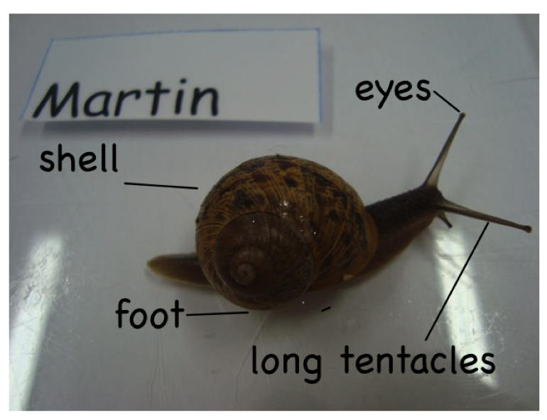 Room 14 Sunnybrae Normal School Body Parts of a Snail