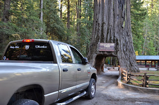 Tree in Redwood forest that a car can drive through, like a tunnel.