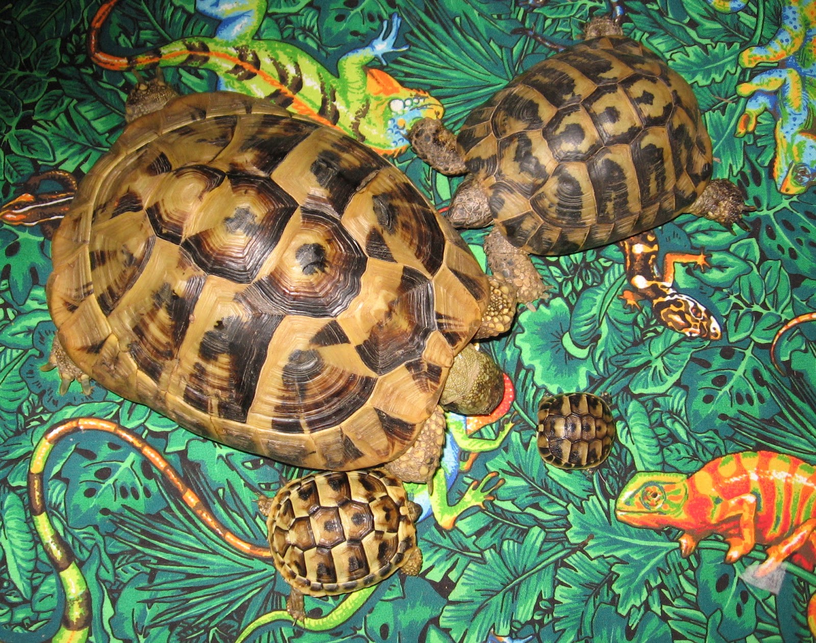 BALLSEYE'S BOOMERS: Hermann's Tortoises - A Little Size Comparison