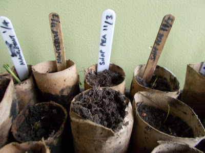 Failed seeds Grow your own April Update 80 Minute Allotment Green Fingered Blog