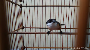 22+ Burung cendet gacor mp3 terupdate