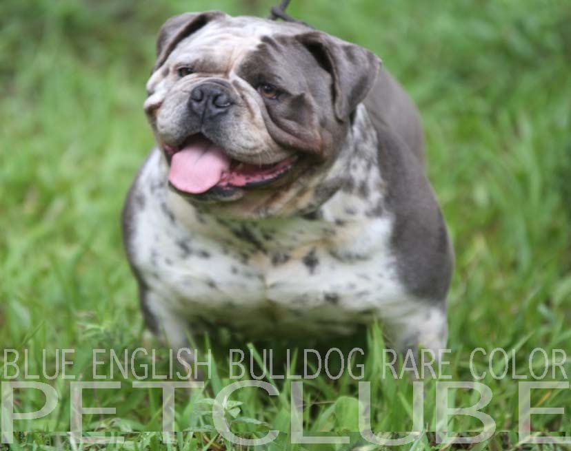 BULLDOG INGLES MINIATURE BLUE BULLDOG CINZA/AZUL