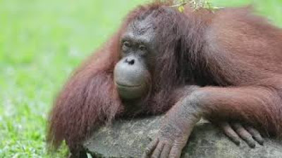 Perhatikan Di Sini Nama Hewan Dalam Bahasa Inggris Dengan Artinya