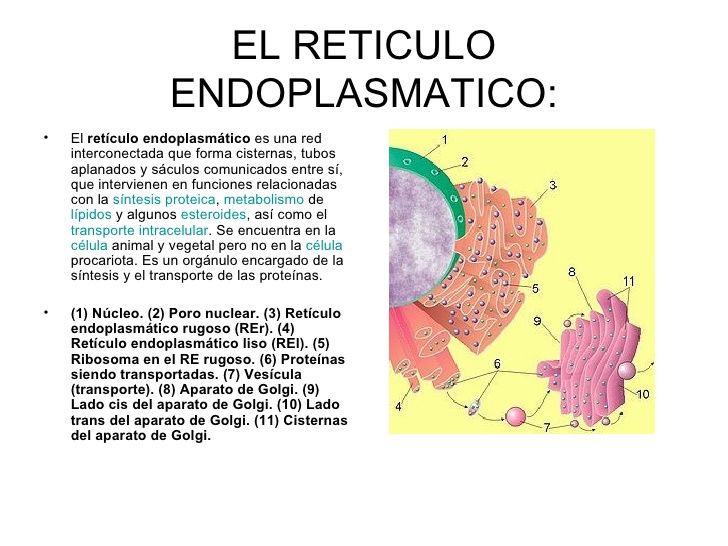 retículos endoplasmaticos