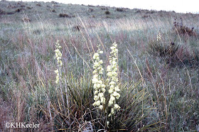 Yucca glauca in bloem