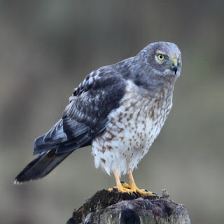 Northern Harrier