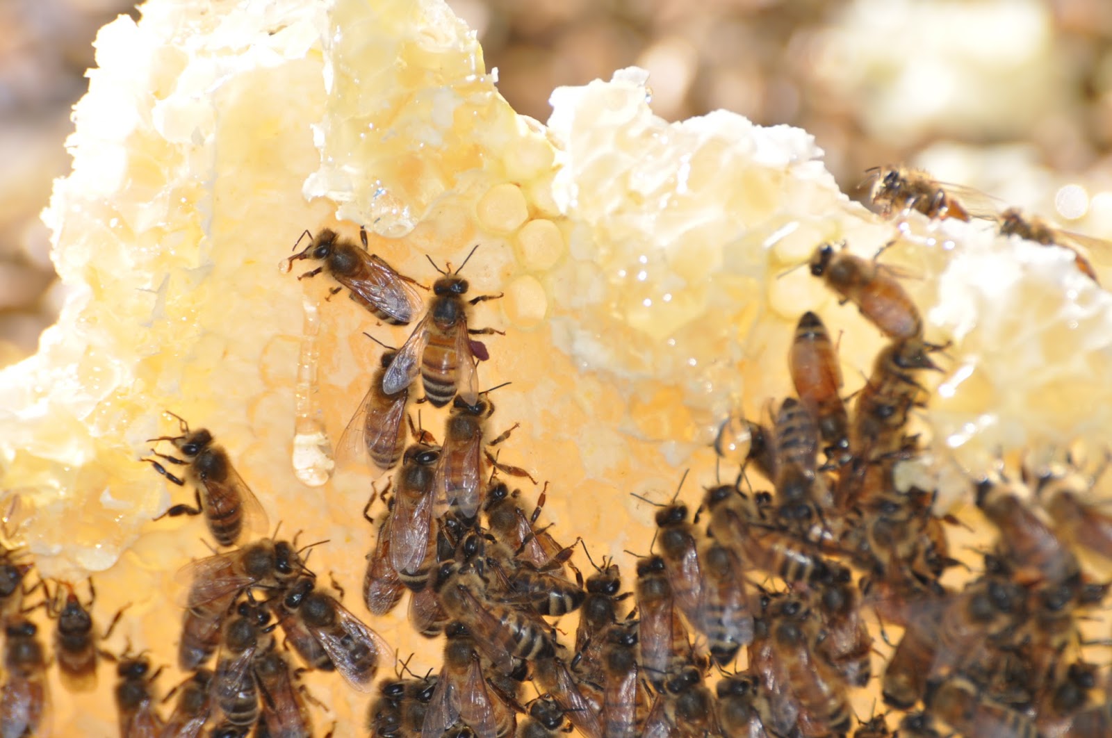 Health Benefits of Raw Honey How do Bees Make Honey?