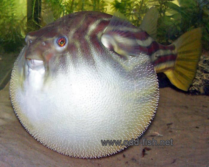 ZA FISH ACTION Fahaka pufferfish (Tetraodon lineatus