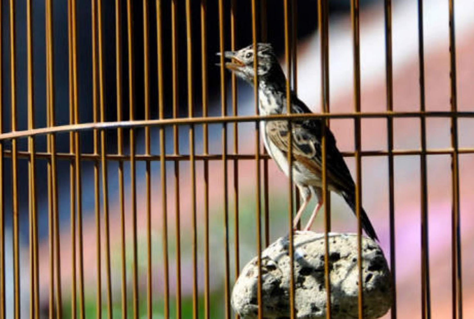 Branjangan Hanya Ngriwik, Atasi Dengan Cara Ini Gaco Gacor