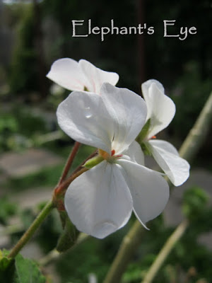 White pelargonium from my mother
