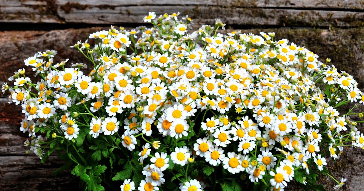 Flower Talk: Wild and Whimsical Matricaria