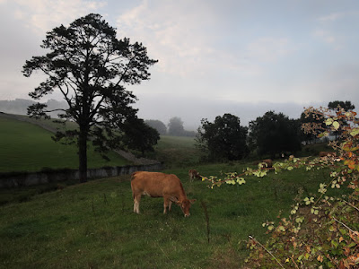 Vacas pastando en una finca riosellana