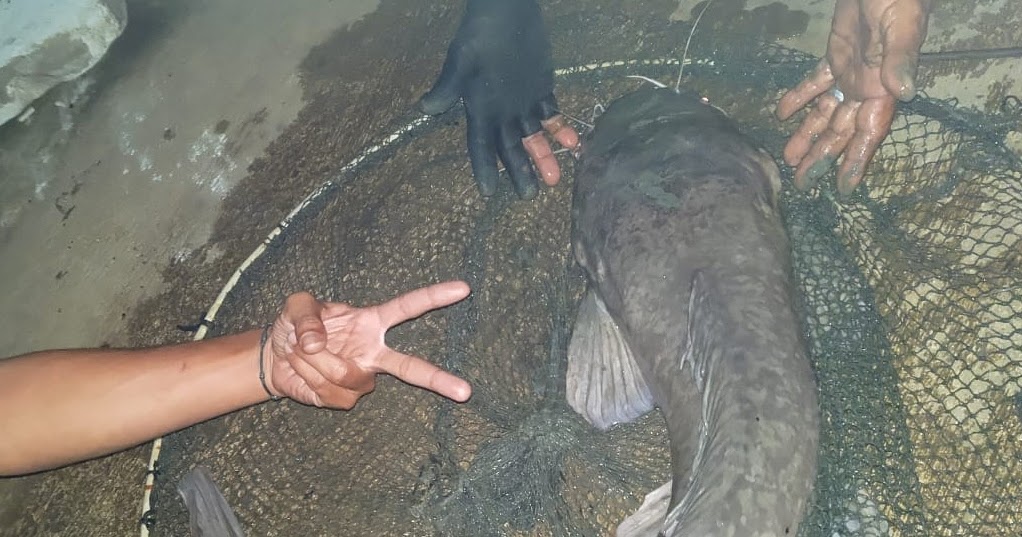 Master Umpan Ikan Lele Babon - Toko Umpan Master Essen 100 % Asli Original