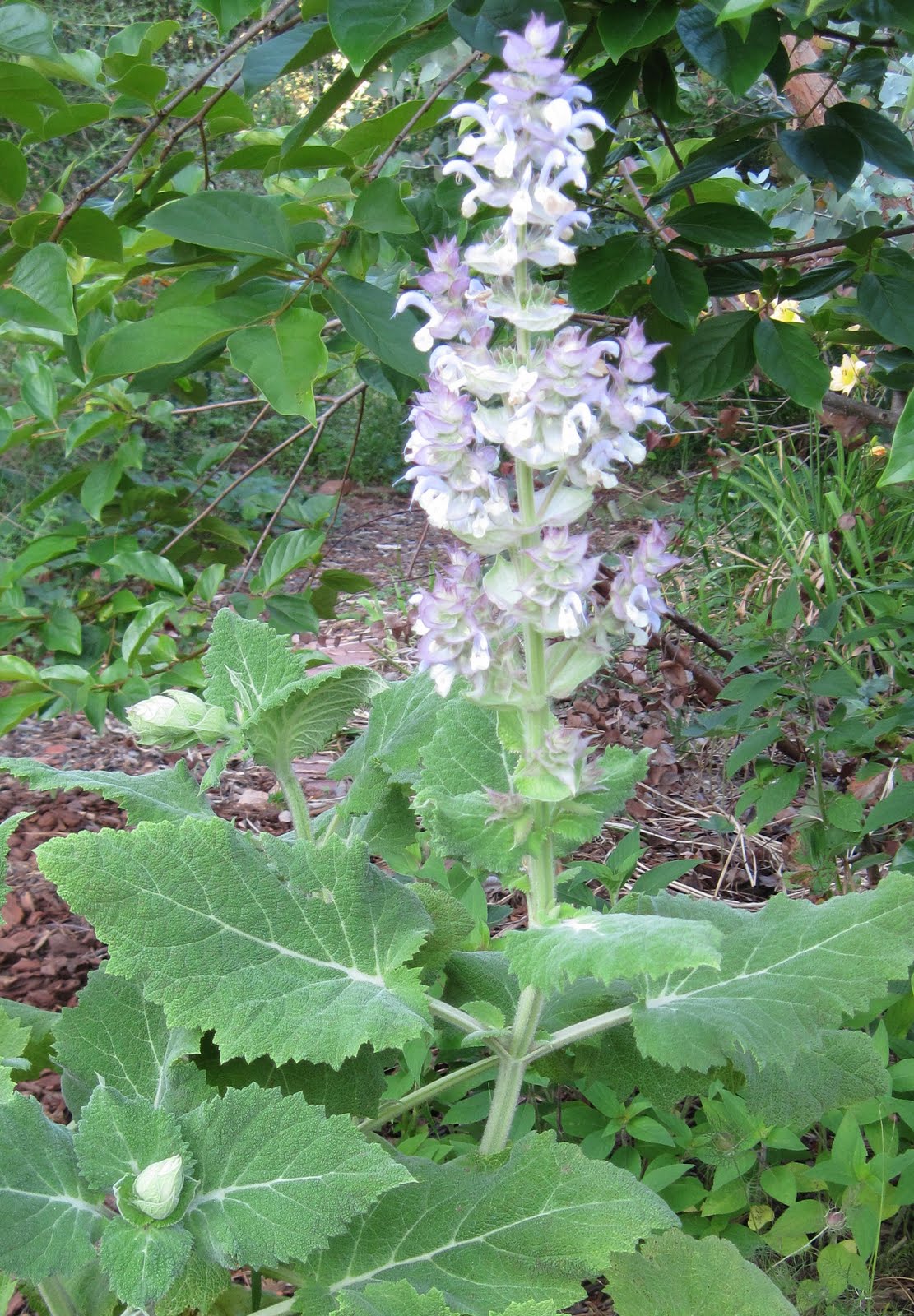 Central Virginia Organic Gardener Clary Sage