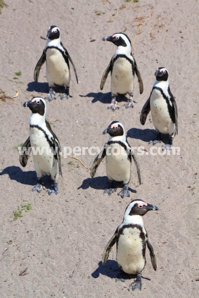 Penguin colony, Hermanus