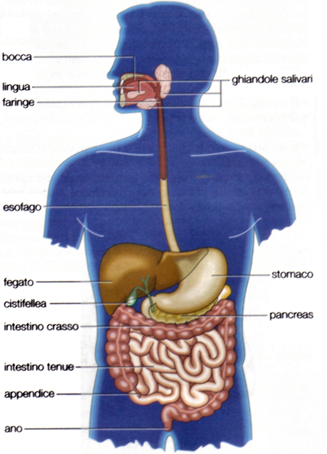 ASSISTENZA SANITARIA OSS l apparato digerente ASSISTENZA SANITARIA OSS l apparato digerente