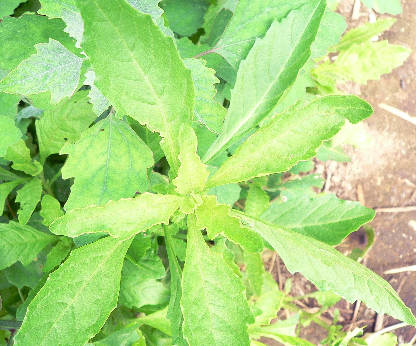 ORGANIC IN ST. LOUIS EPAZOTE Nature's Beano