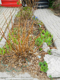 Spring garden cleanup Leslieville before Paul Jung Gardening Services Toronto