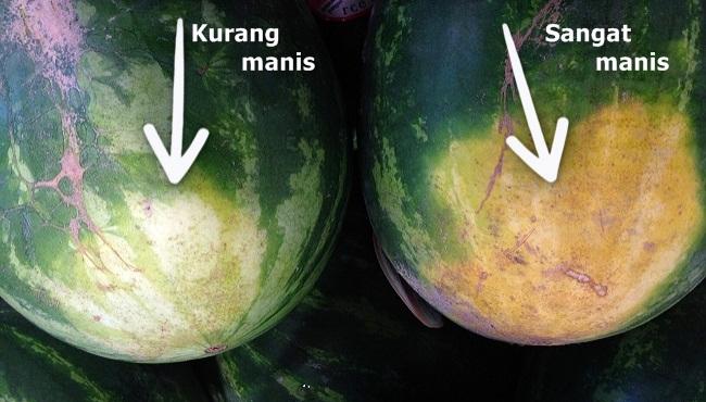 Semangka manis bagian bawahnya kekuningan Semangka manis bagian bawahnya kekuningan