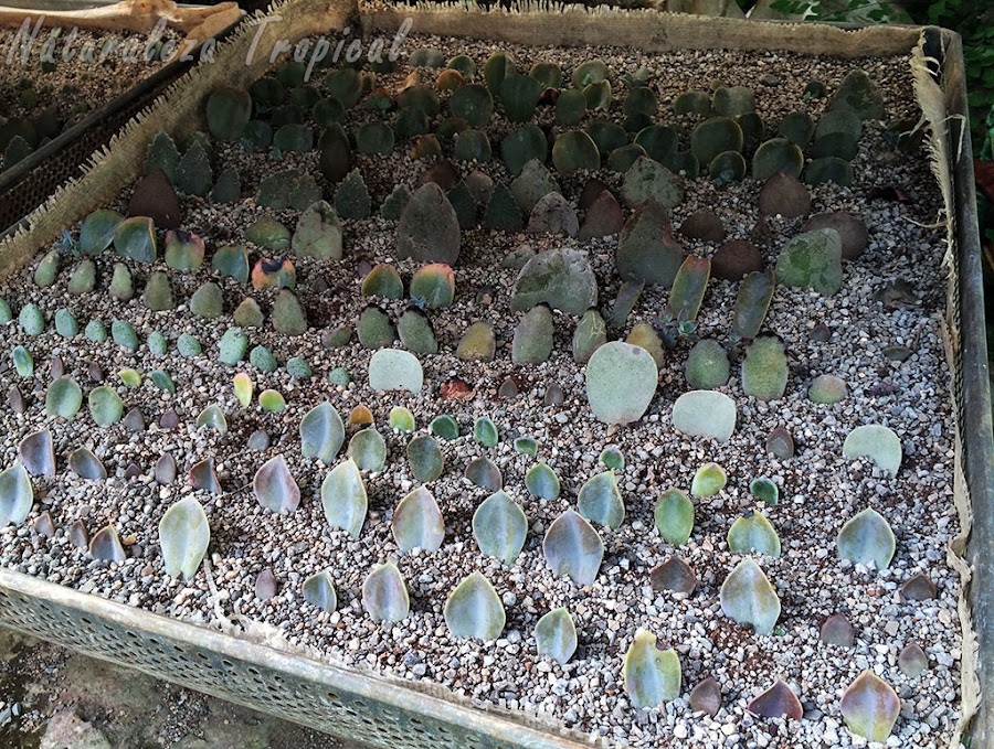 Reproducción intensiva por esquejes foliares de plantas crasas