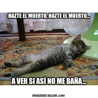 imagenes chistosas de gatos graciosas