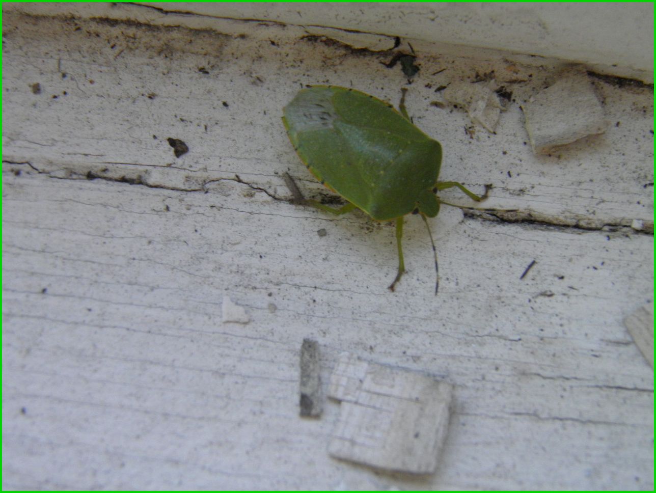 The Vermont Gardener Bad Bugs and Climate