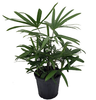 rhapis excelsa